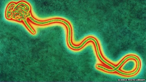 WHO ban bố tình trạng khẩn cấp quốc tế vì đại dịch Ebola - ảnh 1