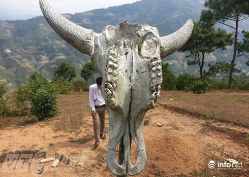 Vùng đất sọ trâu bí ẩn của bộ tộc ít người ở Hà Giang - ảnh 3