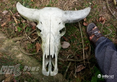 Vùng đất sọ trâu bí ẩn của bộ tộc ít người ở Hà Giang - ảnh 4