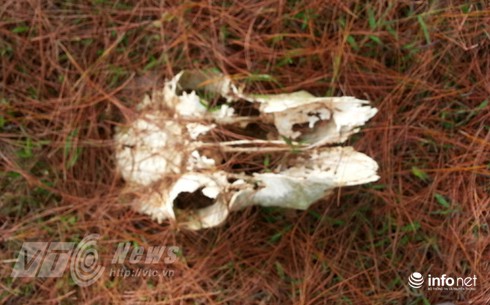 Vùng đất sọ trâu bí ẩn của bộ tộc ít người ở Hà Giang - ảnh 5