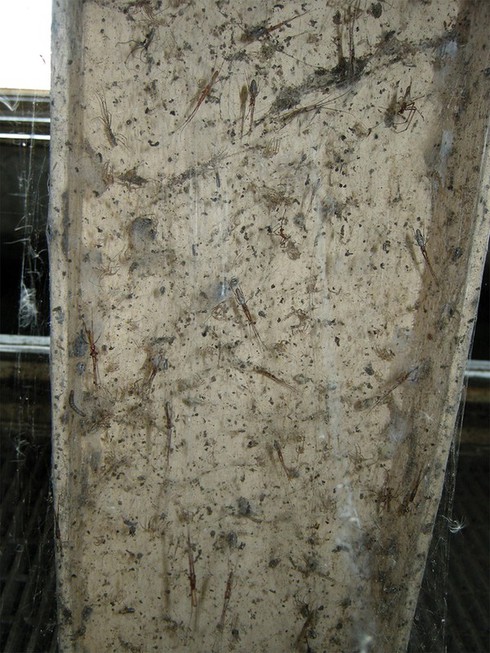 Ổ nhện khổng lồ hàng trăm triệu con ở trạm xử lý nước thải - ảnh 2