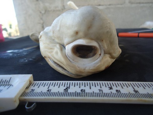 Chú cá mập bạch tạng một mắt độc nhất vô nhị thế giới - ảnh 1