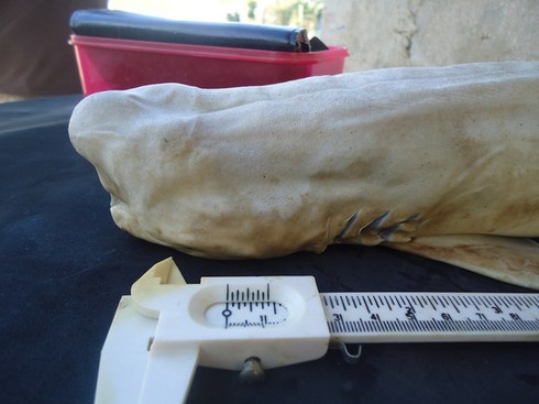 Chú cá mập bạch tạng một mắt độc nhất vô nhị thế giới - ảnh 2