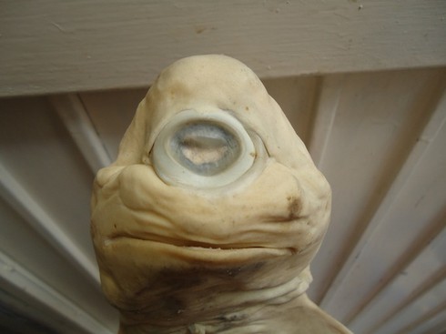 Chú cá mập bạch tạng một mắt độc nhất vô nhị thế giới - ảnh 3