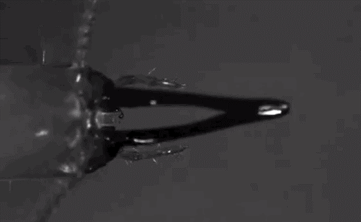 Loài động vật nào nhanh nhất hành tinh? - ảnh 7