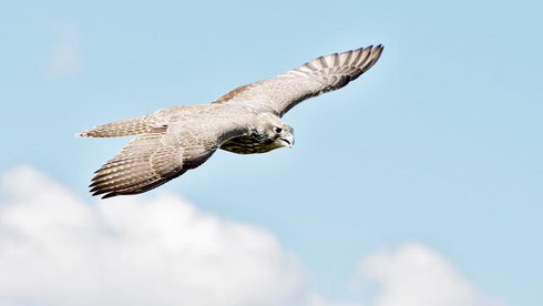 Loài động vật nào nhanh nhất hành tinh? - ảnh 4