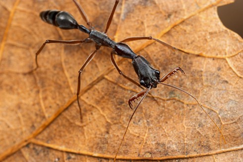 Loài động vật nào nhanh nhất hành tinh? - ảnh 6