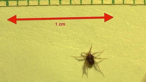 Loài động vật nào nhanh nhất hành tinh? - ảnh 2