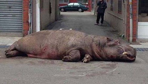 Hà mã nhảy khỏi xe, nằm bất động trên đường - ảnh 1