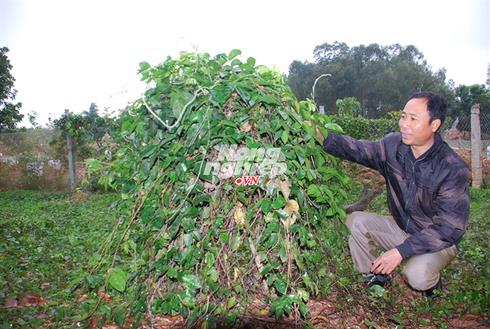 Phát hiện lạ ở Bắc Giang: Nơi củ sâm to như củ sắn - ảnh 1