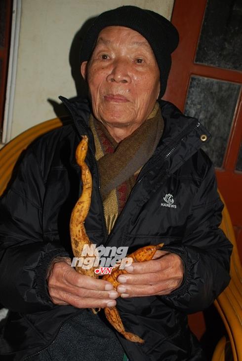 Phát hiện lạ ở Bắc Giang: Nơi củ sâm to như củ sắn - ảnh 3