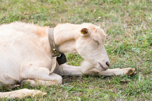 25 thông tin thú vị có thể bạn chưa biết về dê - ảnh 8