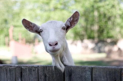 25 thông tin thú vị có thể bạn chưa biết về dê - ảnh 9