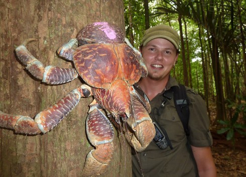 Kinh ngạc loài cua biết leo cây thoăn thoắt, bổ dừa kiếm ăn - ảnh 11