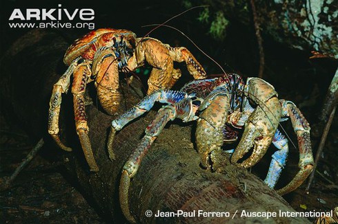 Kinh ngạc loài cua biết leo cây thoăn thoắt, bổ dừa kiếm ăn - ảnh 12