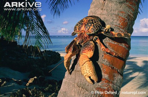 Kinh ngạc loài cua biết leo cây thoăn thoắt, bổ dừa kiếm ăn - ảnh 13