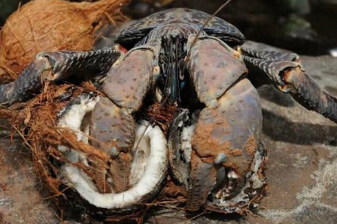 Kinh ngạc loài cua biết leo cây thoăn thoắt, bổ dừa kiếm ăn - ảnh 15