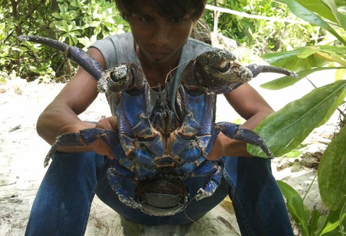 Kinh ngạc loài cua biết leo cây thoăn thoắt, bổ dừa kiếm ăn - ảnh 16