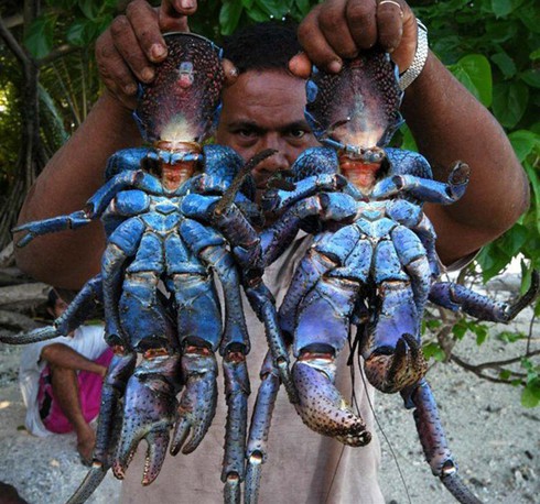 Kinh ngạc loài cua biết leo cây thoăn thoắt, bổ dừa kiếm ăn - ảnh 18