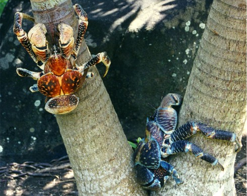 Kinh ngạc loài cua biết leo cây thoăn thoắt, bổ dừa kiếm ăn - ảnh 19