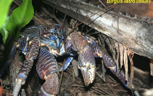 Kinh ngạc loài cua biết leo cây thoăn thoắt, bổ dừa kiếm ăn - ảnh 20