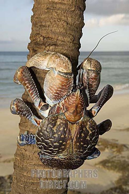 Kinh ngạc loài cua biết leo cây thoăn thoắt, bổ dừa kiếm ăn - ảnh 3