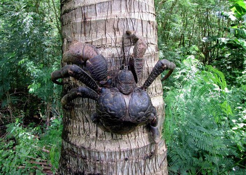 Kinh ngạc loài cua biết leo cây thoăn thoắt, bổ dừa kiếm ăn - ảnh 8