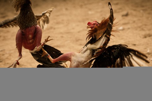 [Tết 2017] Loài gà đã thống trị thế giới như thế nào? - ảnh 1