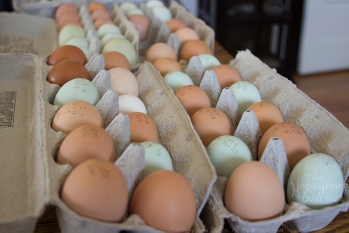 [Tết 2017] Loài gà đã thống trị thế giới như thế nào? - ảnh 12