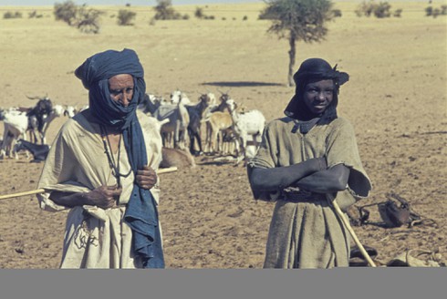 [Tết 2017] Loài gà đã thống trị thế giới như thế nào? - ảnh 10