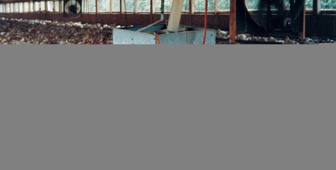 [Tết 2017] Loài gà đã thống trị thế giới như thế nào? - ảnh 8