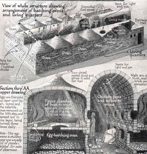 [Tết 2017] Loài gà đã thống trị thế giới như thế nào? - ảnh 7