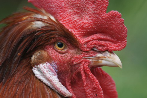 [Tết 2017] Loài gà đã thống trị thế giới như thế nào? - ảnh 4