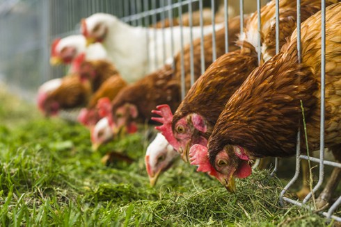 [Tết 2017] Loài gà đã thống trị thế giới như thế nào? - ảnh 9