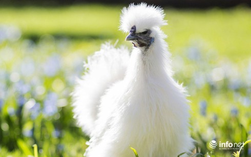 Chùm ảnh: Những chú gà lông bông sinh ra để làm thú cưng - ảnh 1