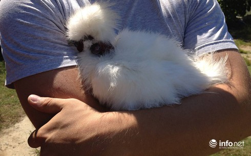 Chùm ảnh: Những chú gà lông bông sinh ra để làm thú cưng - ảnh 10