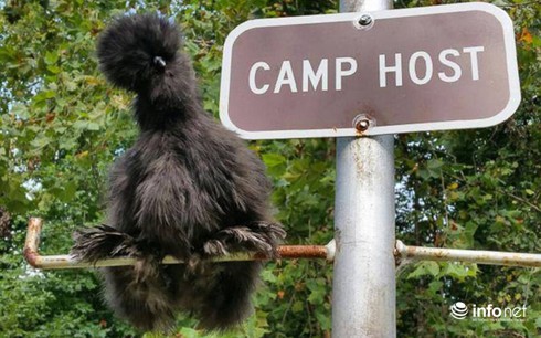 Chùm ảnh: Những chú gà lông bông sinh ra để làm thú cưng - ảnh 11