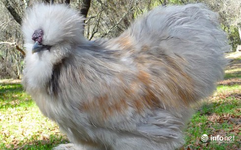 Chùm ảnh: Những chú gà lông bông sinh ra để làm thú cưng - ảnh 12