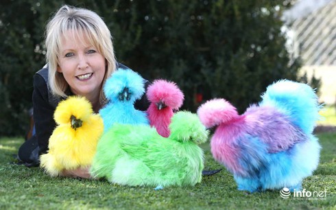 Chùm ảnh: Những chú gà lông bông sinh ra để làm thú cưng - ảnh 13