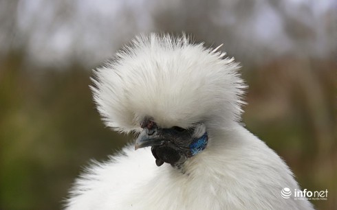 Chùm ảnh: Những chú gà lông bông sinh ra để làm thú cưng - ảnh 14