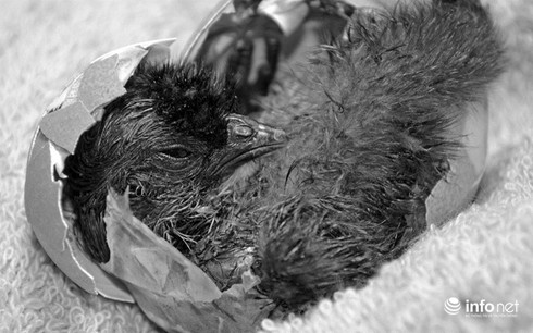 Chùm ảnh: Những chú gà lông bông sinh ra để làm thú cưng - ảnh 15