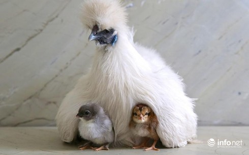 Chùm ảnh: Những chú gà lông bông sinh ra để làm thú cưng - ảnh 16