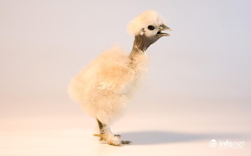 Chùm ảnh: Những chú gà lông bông sinh ra để làm thú cưng - ảnh 17