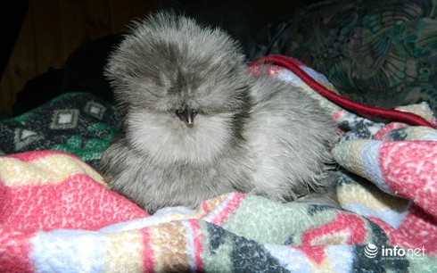 Chùm ảnh: Những chú gà lông bông sinh ra để làm thú cưng - ảnh 18