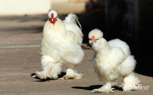Chùm ảnh: Những chú gà lông bông sinh ra để làm thú cưng - ảnh 2