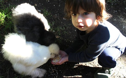 Chùm ảnh: Những chú gà lông bông sinh ra để làm thú cưng - ảnh 3