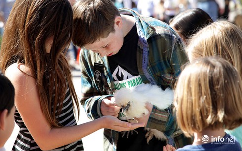 Chùm ảnh: Những chú gà lông bông sinh ra để làm thú cưng - ảnh 4