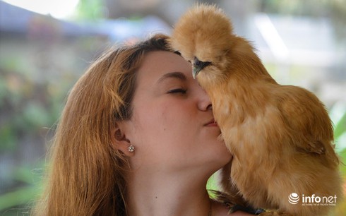 Chùm ảnh: Những chú gà lông bông sinh ra để làm thú cưng - ảnh 5