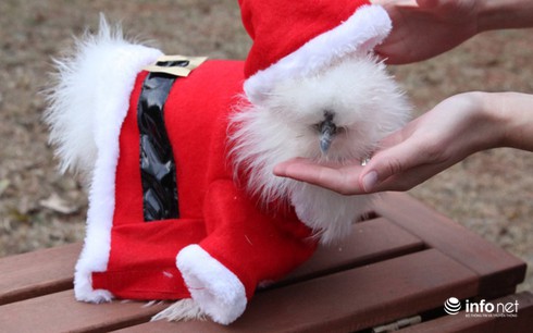 Chùm ảnh: Những chú gà lông bông sinh ra để làm thú cưng - ảnh 6