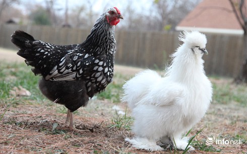 Chùm ảnh: Những chú gà lông bông sinh ra để làm thú cưng - ảnh 7